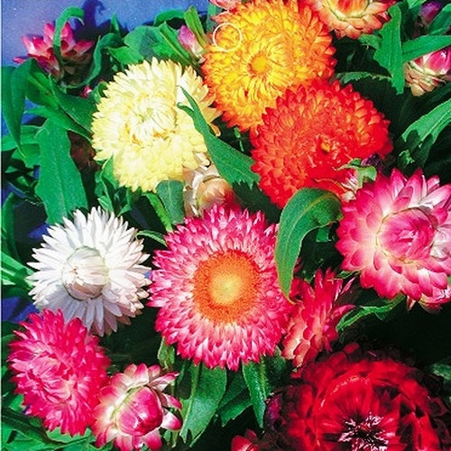 Mix Helianthemum Flower Seeds for Planting, Mixed Colors, 100 pcs