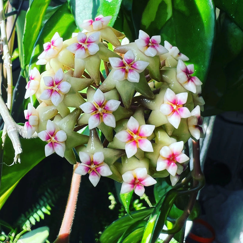 Hoya Flower Seeds Heirloom Non GMO Planting - 100 pcs