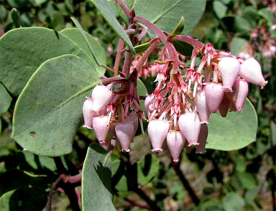 Whiteleaf Manzanita Plant Seeds for Garden Planting - NON GMO Seeds