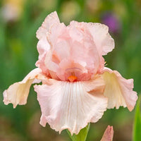 Pink White Germanica Flower Seeds for Planting - NON GMO Seeds
