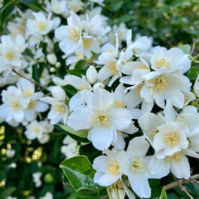 Heirloom Non-GMO Philadelphus Lewisii Flower Seeds for Planting – Fragrant Mock Orange Blooms for Hedges
