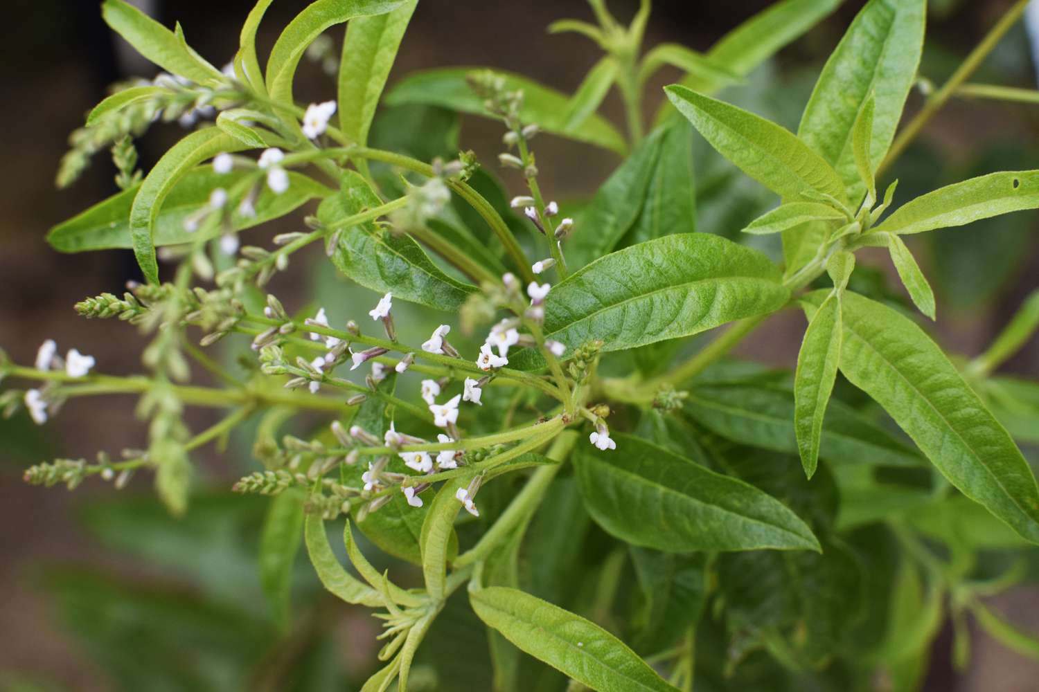 Lemon Verbena plant growing with vibrant green aromatic leaves
