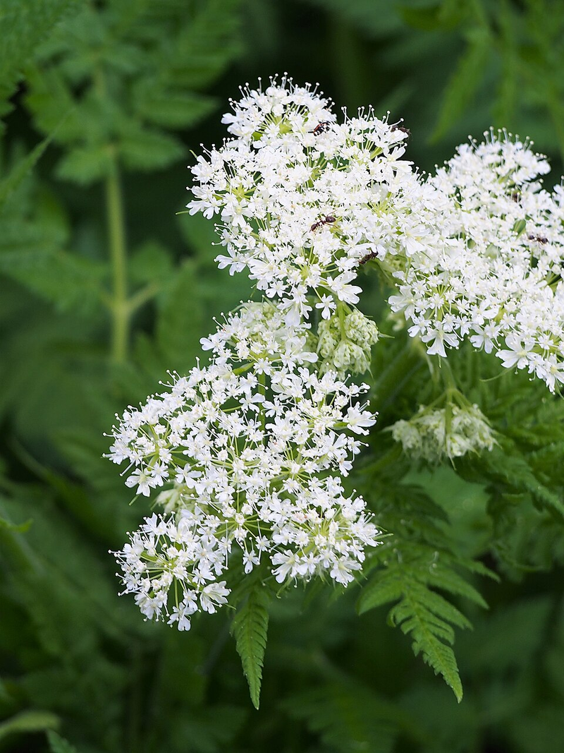 Heirloom Non-GMO Sweet Cicely Flower Seeds for Planting – Aromatic Blooms for Shade Garden