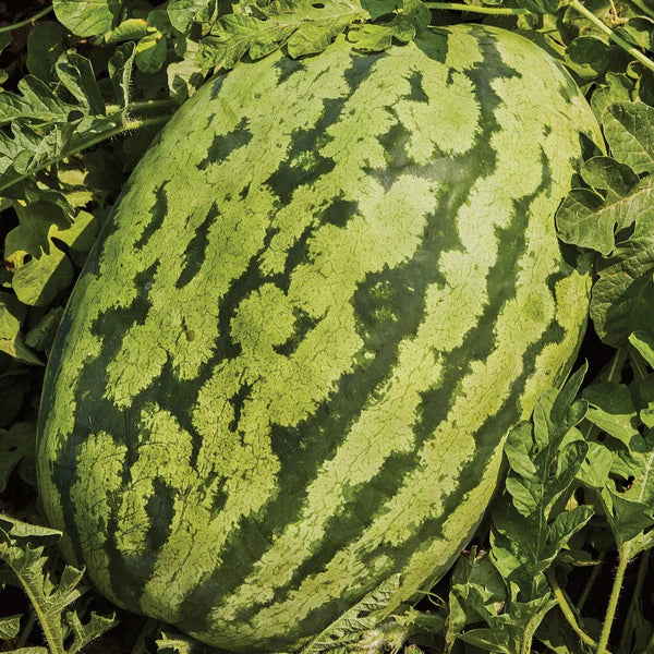 Carolina Cross Watermelon Fruit Seeds