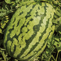 Carolina Cross Watermelon Fruit Seeds