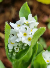 Heirloom Myosotis Alpestris Flower Seeds for Planting, Non-GMO