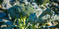 Green broccoli plants growing in a sunny garden bed.
