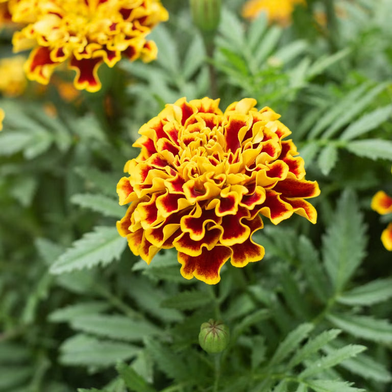 Marigold Flower Seeds for Planting ,Heirloom Seeds -100 pcs