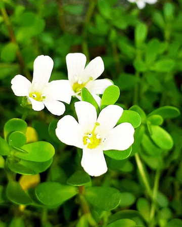 Heirloom Non-GMO Waterhyssop Flower Seeds for Planting – Aquatic Blooms for Medicinal Gardens