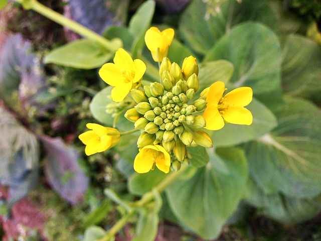 Canola Oil Flower Seeds Heirloom Non GMO Planting - 100 pcs