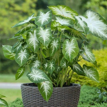 Caladium Flower Seeds â€“ Green Foliage, Heirloom, Non-GMO Flower Seeds for Planting for planting in home garden