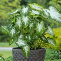 Caladium Flower Seeds â€“ Green Foliage, Heirloom, Non-GMO Flower Seeds for Planting
