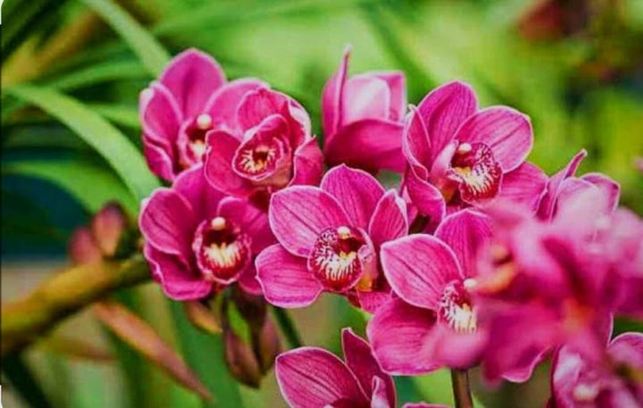 Heirloom Non-GMO Slipper Orchid Flower Seeds for Garden Planting ƒ?? Rare Pink Bloom Variety
