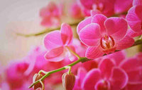 Heirloom Non-GMO Slipper Orchid Flower Seeds for Garden Planting ƒ?? Rare Pink Bloom Variety