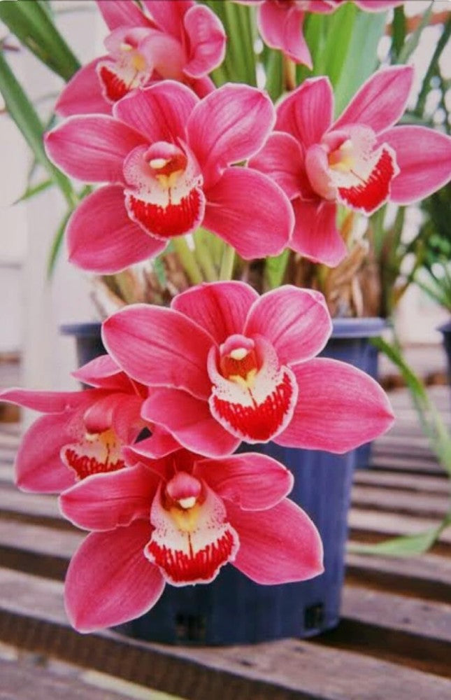 Heirloom Non-GMO Slipper Orchid Flower Seeds for Garden Planting – Rare Pink Bloom Variety
