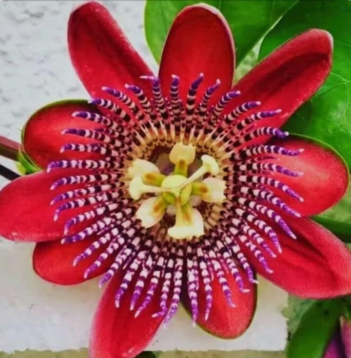 Organic Heirloom Red Passion Flower Seeds ƒ?? Non-GMO Exotic Climbing Seeds for Planting