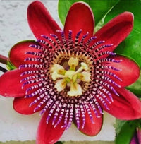 Organic Heirloom Red Passion Flower Seeds ƒ?? Non-GMO Exotic Climbing Seeds for Planting