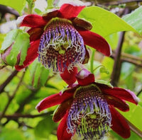 Organic Heirloom Red Passion Flower Seeds – Non-GMO Exotic Climbing Seeds for Planting