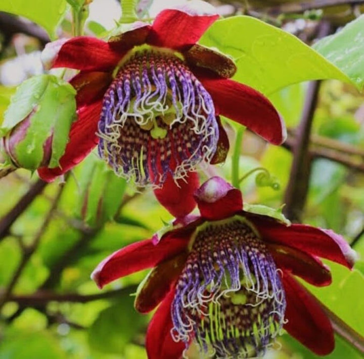 Organic Heirloom Red Passion Flower Seeds ƒ?? Non-GMO Exotic Climbing Seeds for Planting
