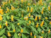 Pachystachys Lutea Plant Seeds for Planting, NON GMO Seeds for planting in home garden