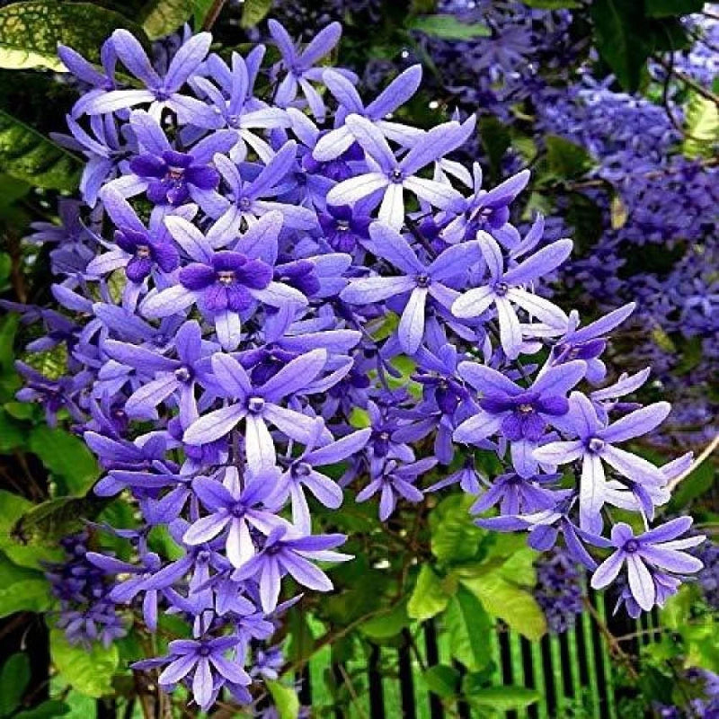 Purple Ivy Plant Seeds for Planting- NON GMO Seeds for planting in home garden
