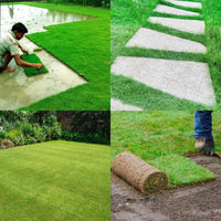 Lawn Grass Seeds ? Multi-Color Blend for Vibrant Backyard Lawns