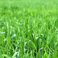 Exotic Lawn Grass Seeds ? Red, Purple, Green, and Yellow Varieties