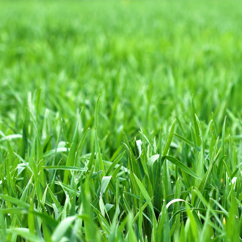 Exotic Lawn Grass Seeds ? Red, Purple, Green, and Yellow Varieties