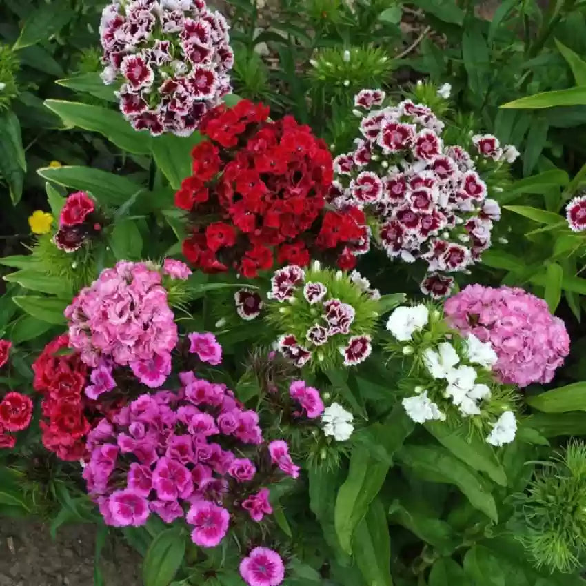 Heirloom Dianthus barbatus Seeds – Non-GMO Flower Seeds for Planting