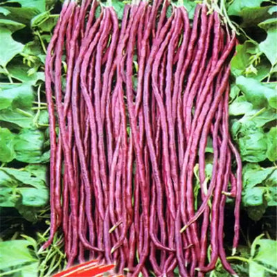 100 Pcs