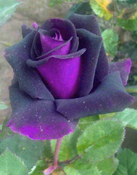 Purple Dragon Rose Plant Seeds for Planting Non-GMO Heirloom Garden Seeds for Growing