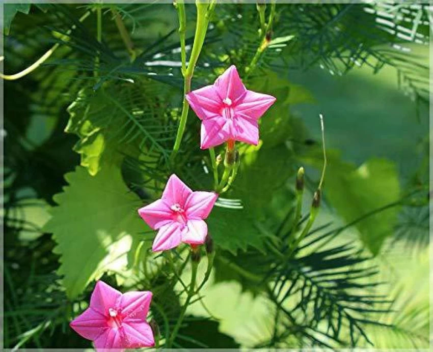 Pink Vinca Art Cypress Seeds or Creeper Flower Seeds for Planting - NON GMO Seeds for planting in home garden