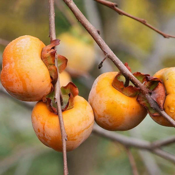 Sweet Italian Persimmon Fruit Seeds