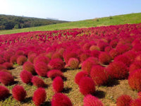Red Burning Bush Flower Seeds for Planting, Fresh, - NON GMO Seeds