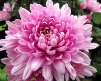 Heirloom Rare Pink Chrysanthemum Flower Seeds – Non‑GMO Ornamental Seeds