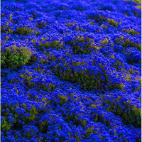 Blue Creeping Thyme Flower Seeds for Planting - NON GMO Seeds