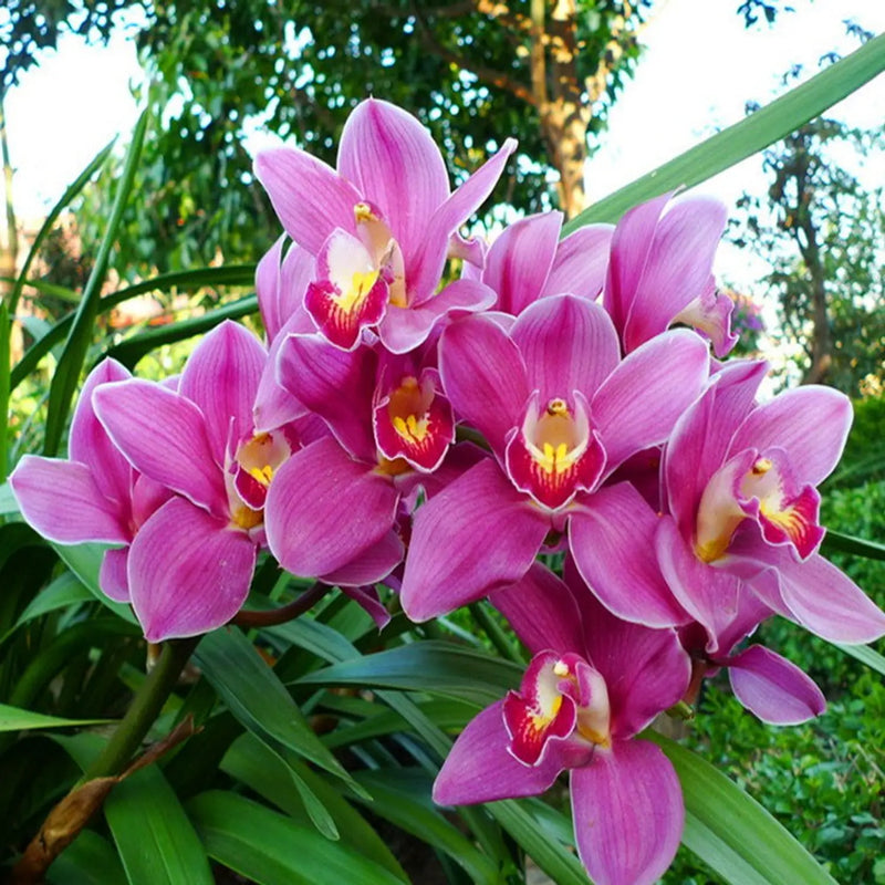 Heirloom Non-GMO Burgundy Cymbidium Orchid Flower Seeds for Garden Planting