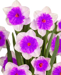 Nema Double Petals Narcissus Flower Seeds ƒ?? Heirloom Non-GMO Seeds for Garden Planting for planting in your garden.
