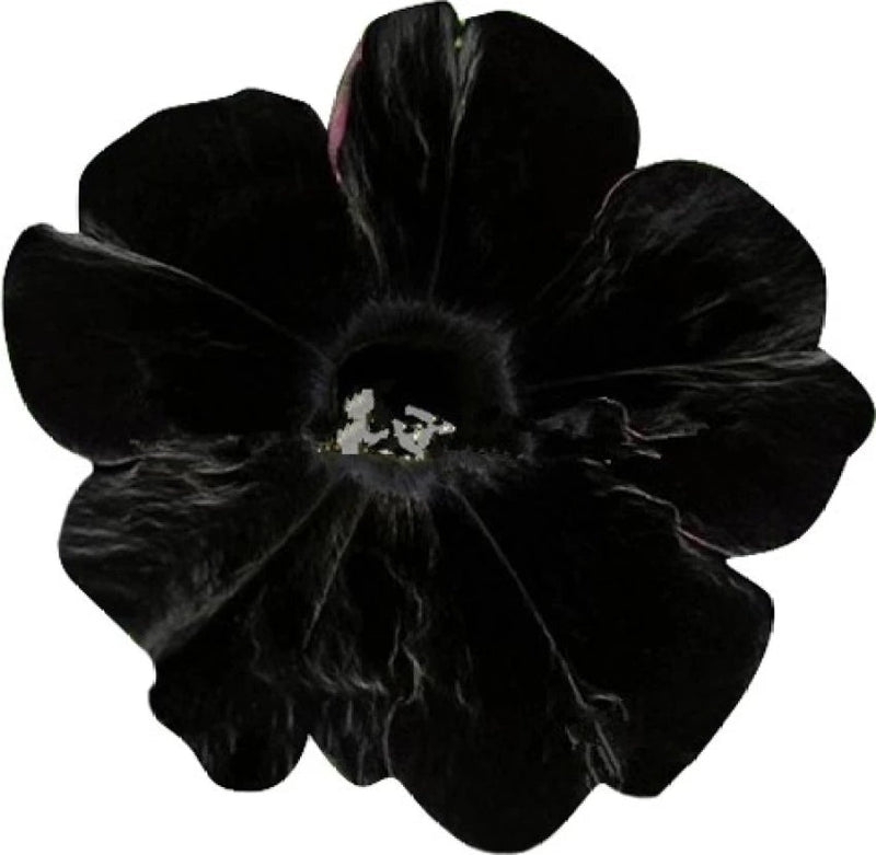 Black Velvet Petunia Flower Seeds for Planting - Heirloom, NON-GMO, Easy to Grow Garden Blooms for planting in your garden.