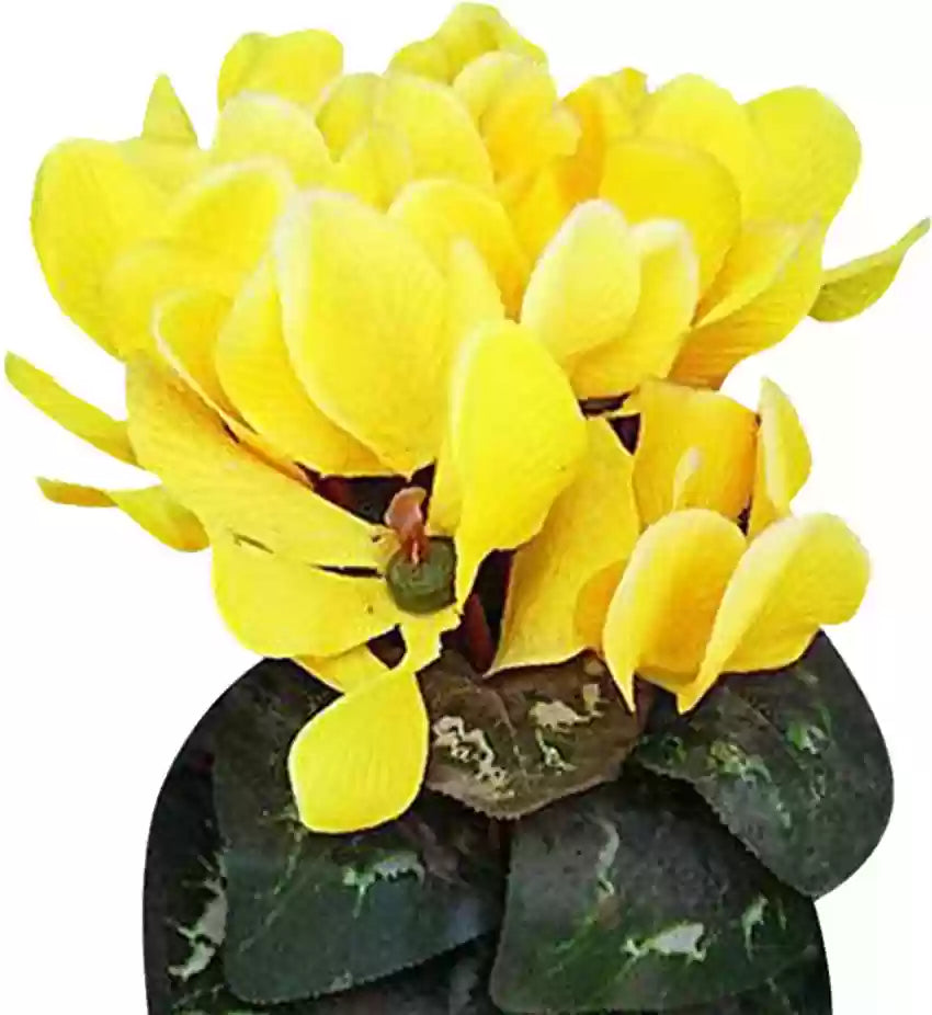 Light Yellow Cyclamen Flower Seeds for Planting â€“ NON GMO Seeds for planting in home garden