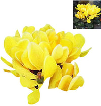 Light Yellow Cyclamen Flower Seeds for Planting â€“ NON GMO Seeds