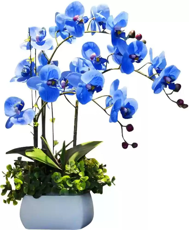 Futaba Blue Butterfly Orchid Flower Seeds for Planting - NON GMO Seeds
