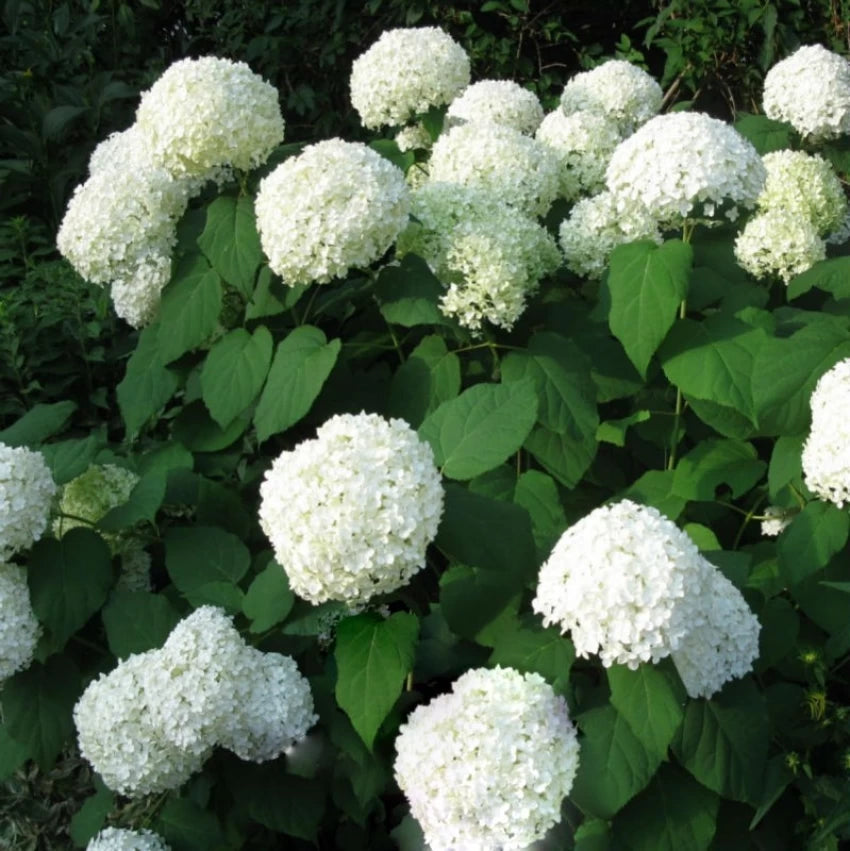 Heirloom Hydrangea Annabelle flower seeds â€“ nonâ€‘GMO flowering shrub seeds for planting in home garden