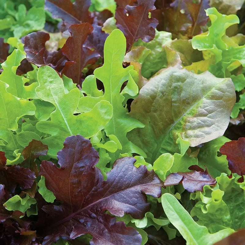 Indoor Lettuce Mix Seeds for Planting heirloom & Non-GMO Seeds