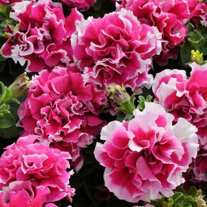 Heirloom Non-GMO Pelleted Flower Seeds for Planting – Easy-Sow Ornamental Garden Blooms
