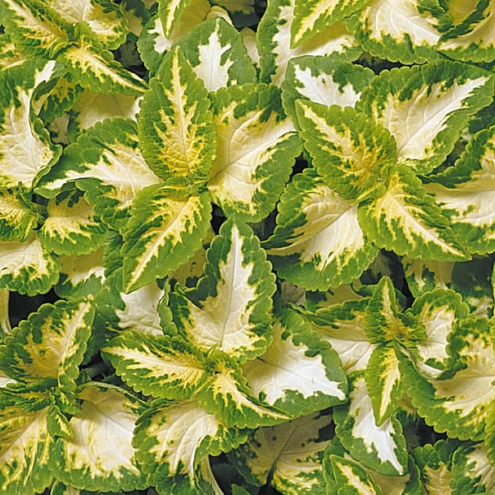 Green White Coleus Plant Seeds for Planting â€“ NON GMO Seeds