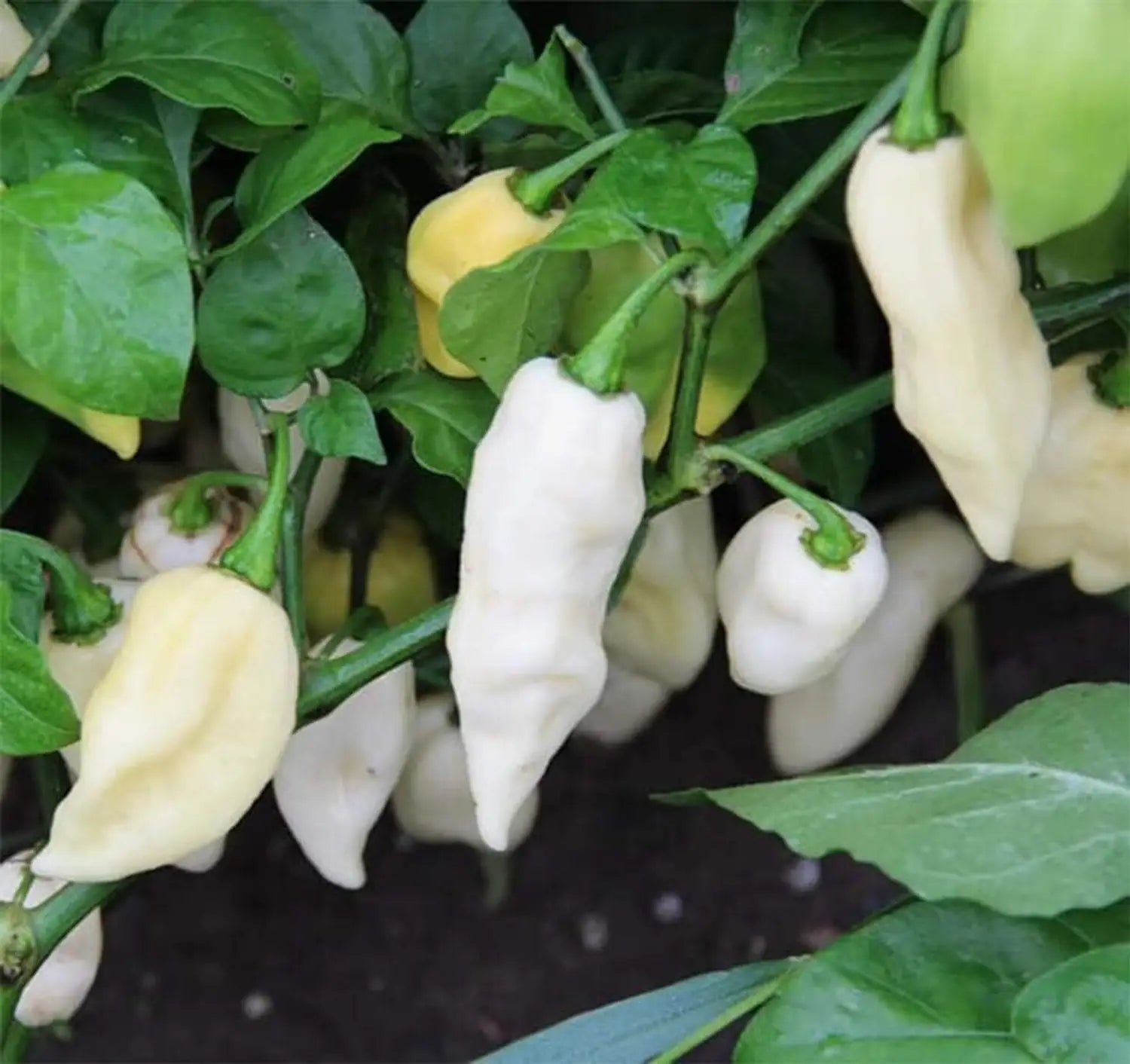 White Bhut Jolokia Vegetable Seeds for Planting heirloom & Non-GMO Seeds