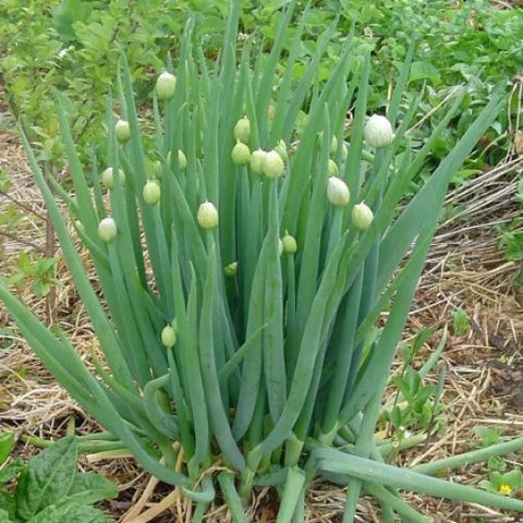 Close-up of Welsh onion plants with upright green leaves.
