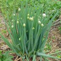 Close-up of Welsh onion plants with upright green leaves.
