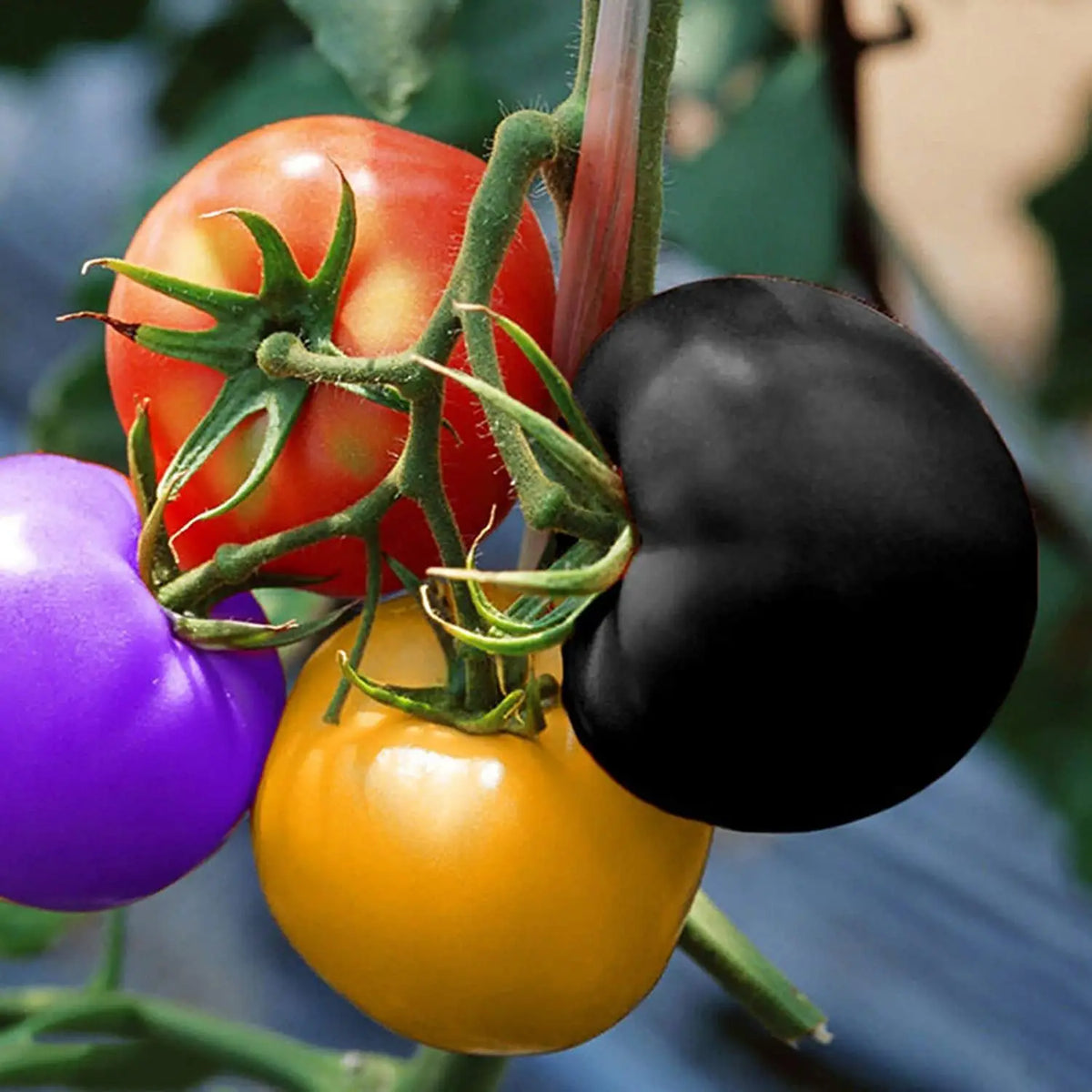 Colorful heirloom tomato seed mix suitable for home gardens and raised beds.